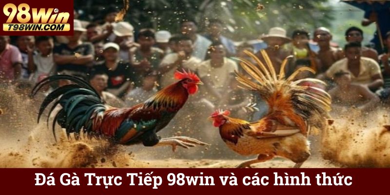 Đá Gà Trực Tiếp 98win - Xem & Cá Cược Online Chuẩn HD 5 Đá Gà Trực Tiếp 98win và các hình thức